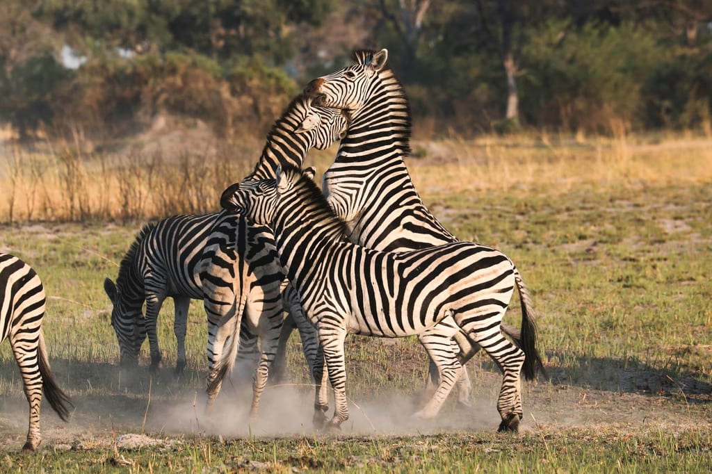 Mehrere pferdeartige Tiere in der Graslandschaft, zwei berühren sich im warmen Abendlicht.