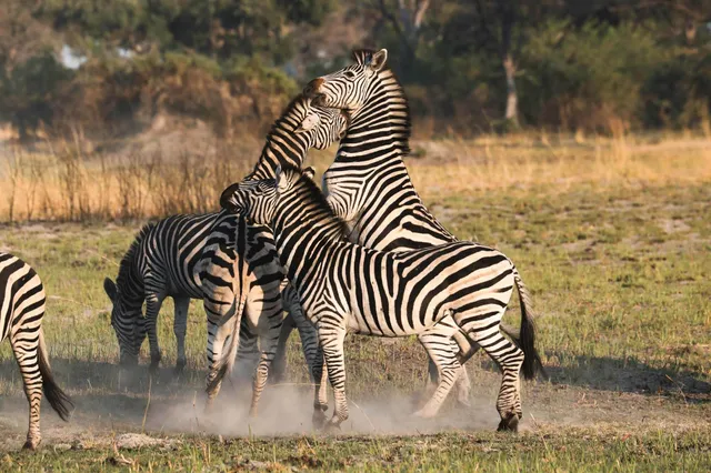Mehrere pferdeartige Tiere in der Graslandschaft, zwei berühren sich im warmen Abendlicht.