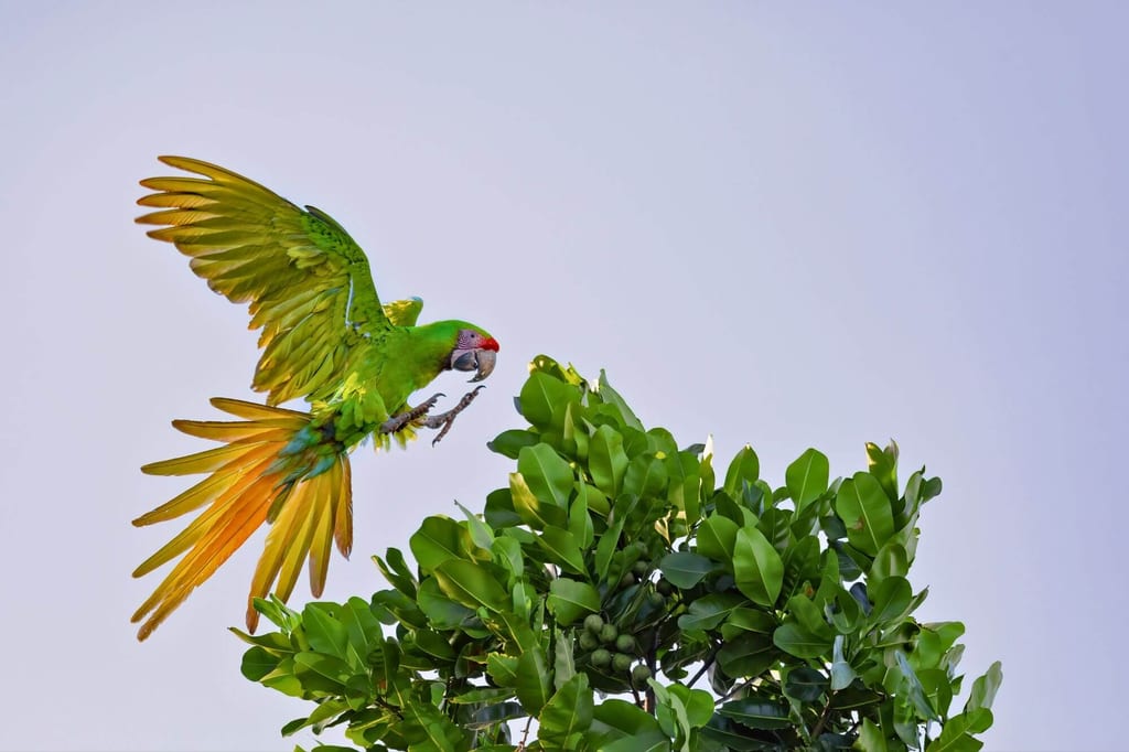 Ein grüner Papagei im Flug kurz vor der Landung auf einem grünen Baum vor hellem Himmel.