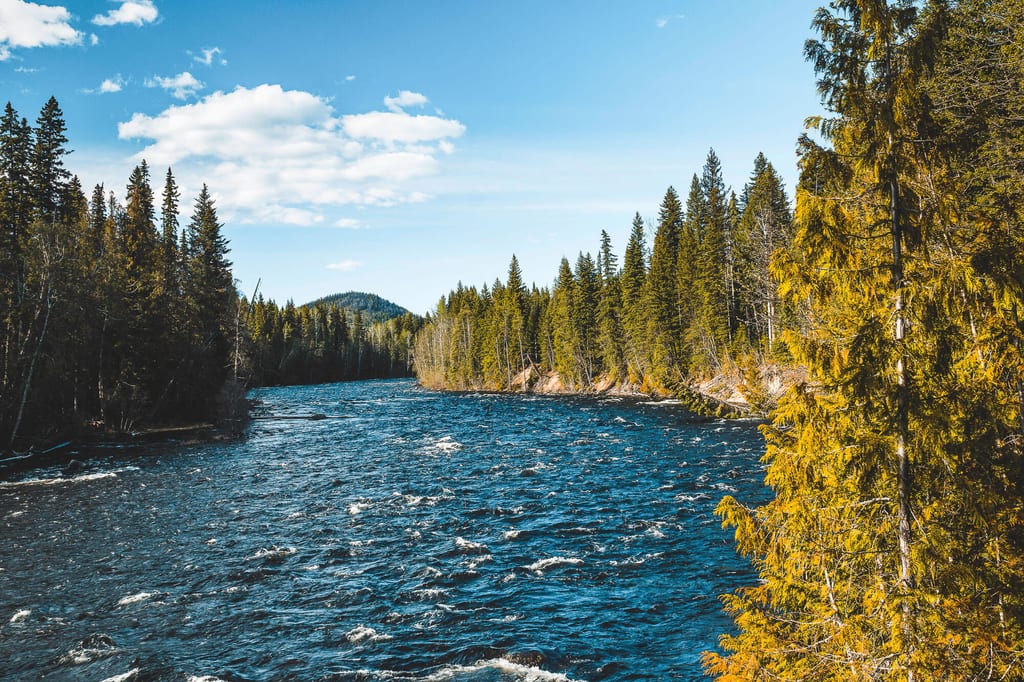 Breiter Wildfluss mit Nadelwald an beiden Ufern, sonniger Tag und blauer Himmel