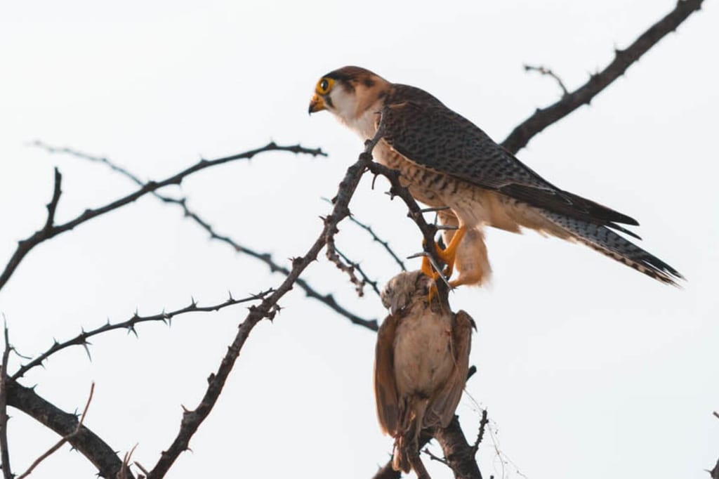 Rothalsfalken sitzt auf dornigem Ast und hält eine gefangene Vogelbeute.