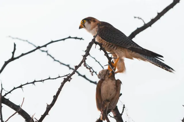 Rothalsfalken sitzt auf dornigem Ast und hält eine gefangene Vogelbeute.