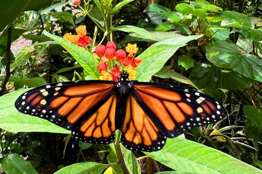 Nahaufnahme eines Schmetterlings mit geöffneten orange-schwarzen Flügeln auf roten Blüten.