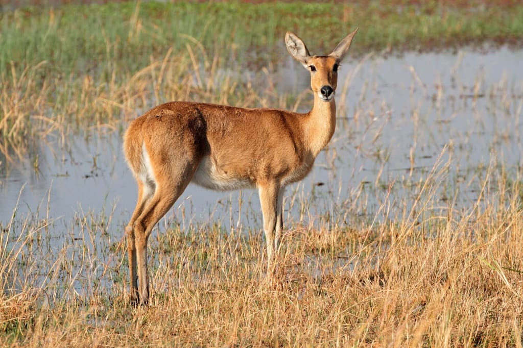 Antilope steht im Schilf am Ufer, seitliche Ansicht bei warmem Tageslicht.
