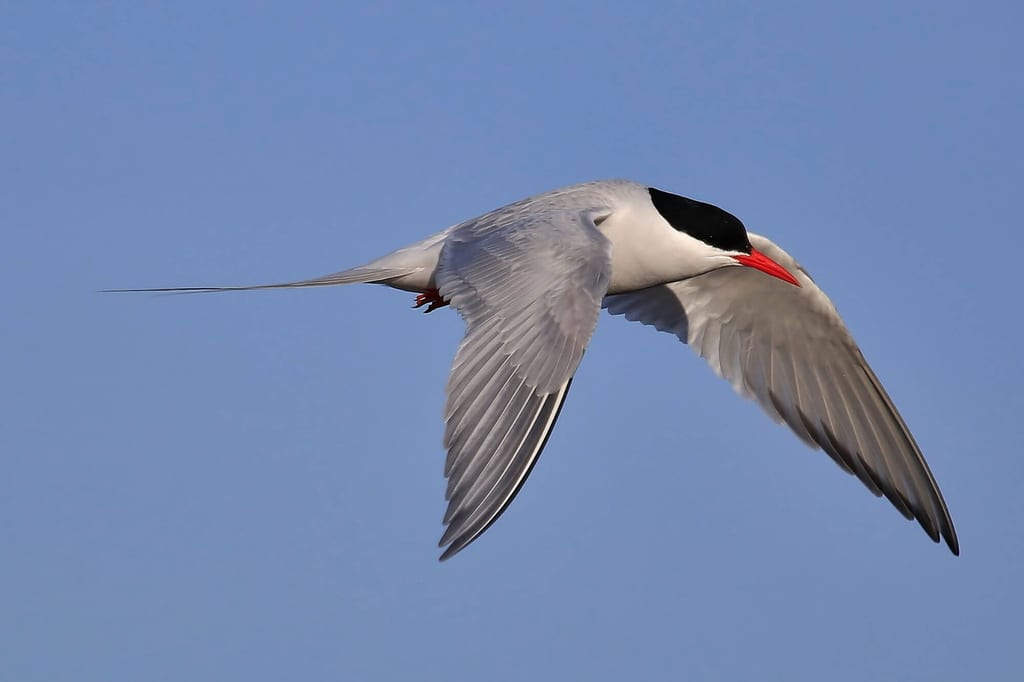 Küstenseeschwalbe im Flug seitlich vor klarem blauem Himmel.