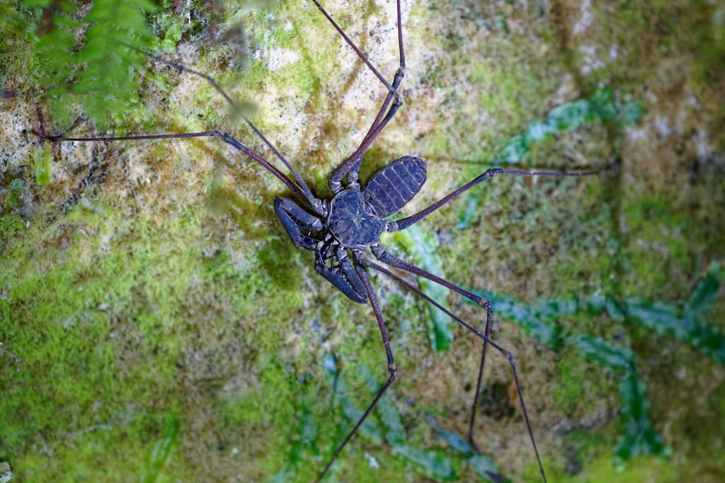 Nahaufnahme einer Geißelspinne auf moosbedeckter Felswand aus der Draufsicht.