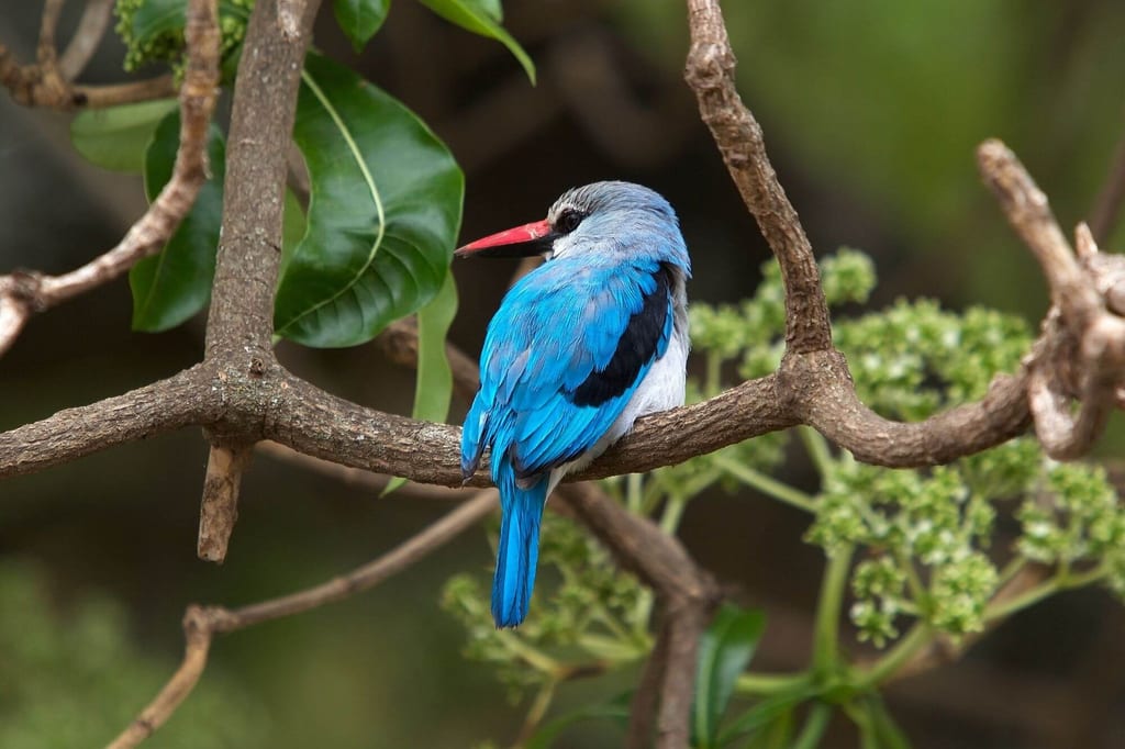 Senegalliest sitzt seitlich auf Ast, leuchtend blaues Gefieder und roter Schnabel