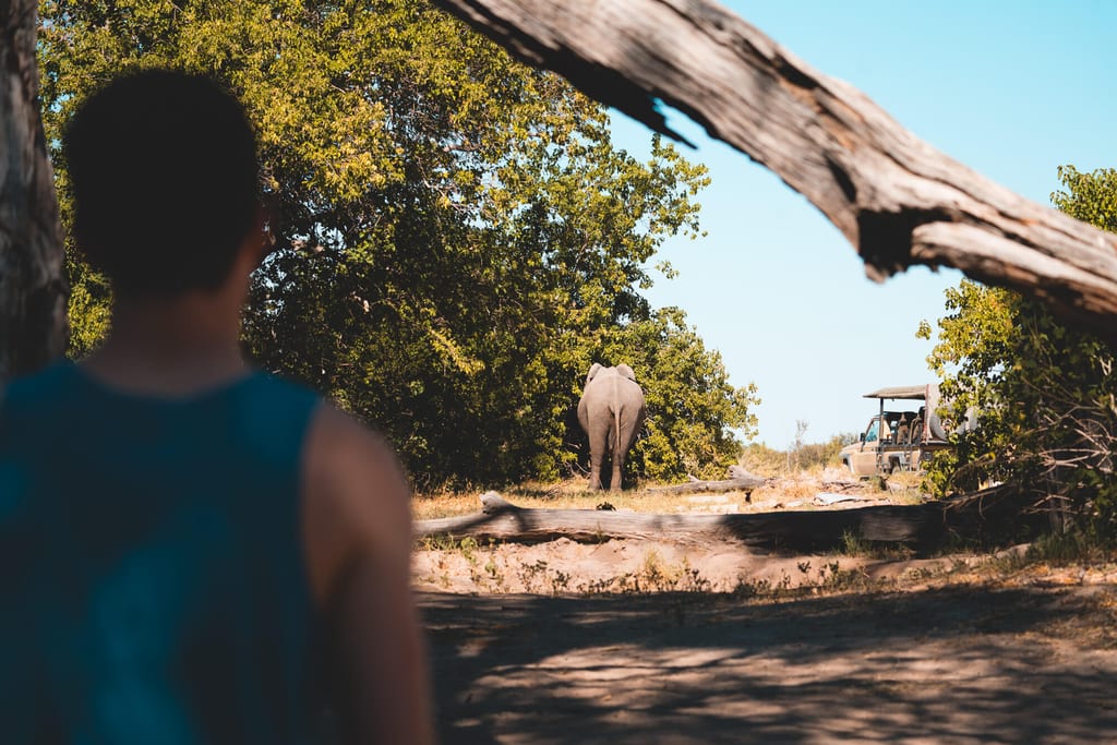 Ein Elefant läuft einen sandigen Weg zwischen Büschen, im Vordergrund unscharf eine stehende Person und ein Safariwagen.