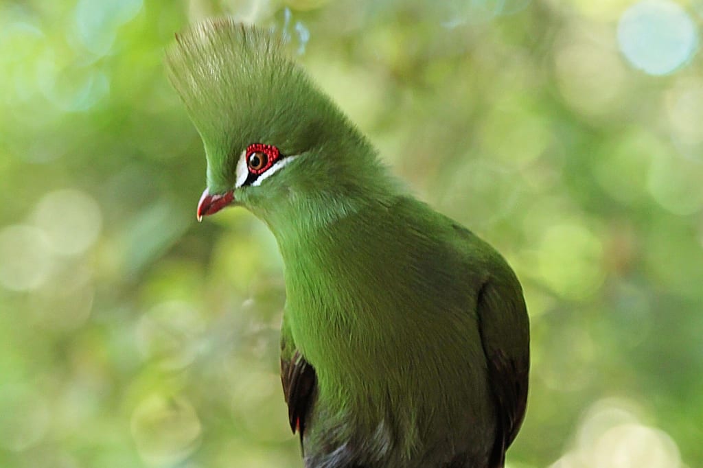 Nahaufnahme eines Knysna Loerie mit auffälliger Haube, rotem Augenring und weißem Augenstreif
