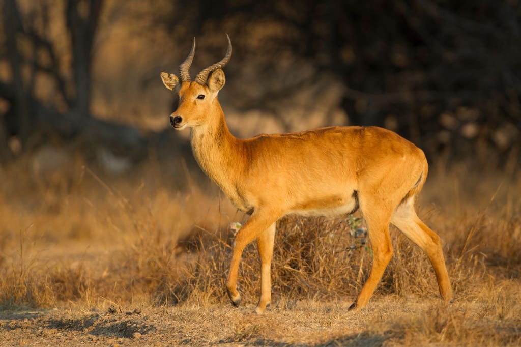 Puku in Seitenansicht im goldenen Abendlicht auf trockenem Grasland