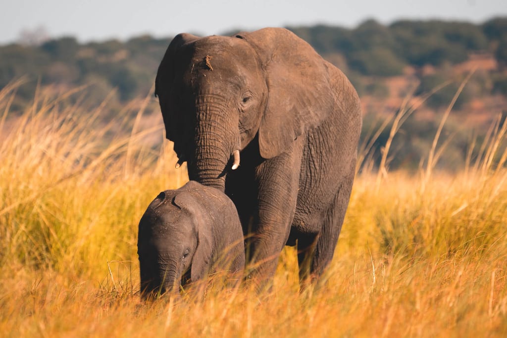 Elefanten in der Trockenzeit in Botswana