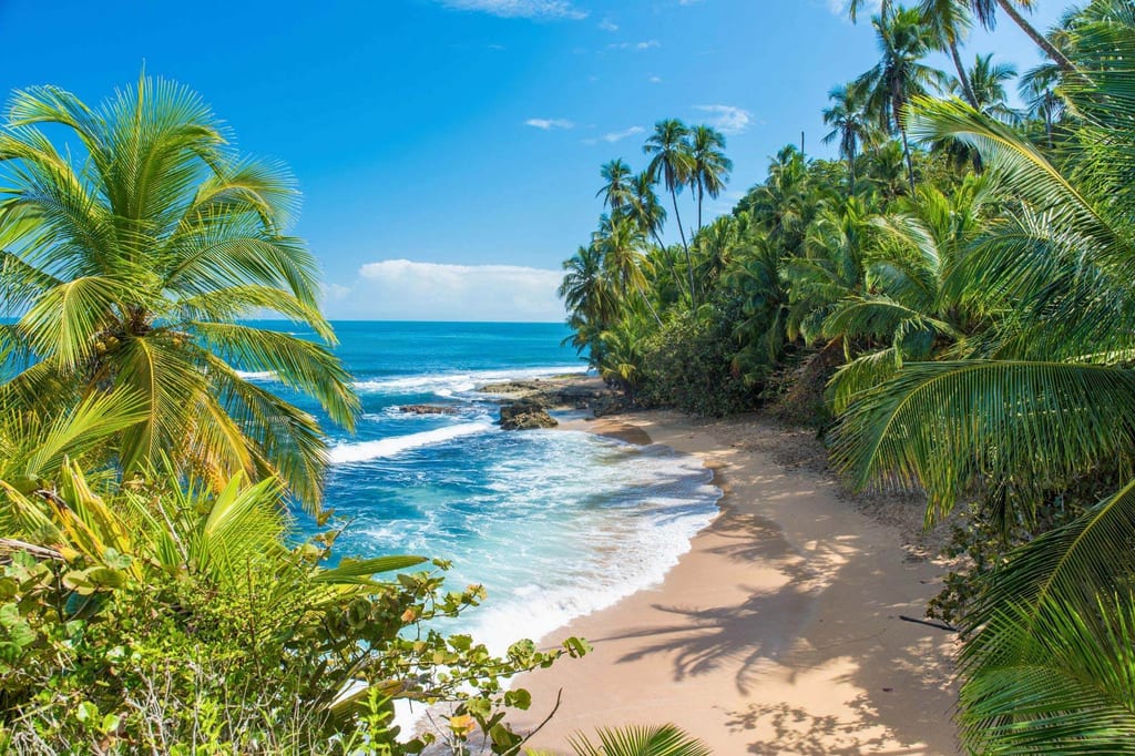 Palmen und Sandstrand an der Karibikküste Costa Ricas bei strahlendem Sonnenschein.