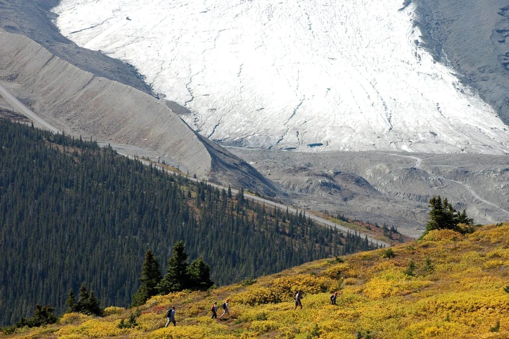 Bergwiese mit gelben Sträuchern, fünf Wanderer und im Hintergrund großer Gletscher