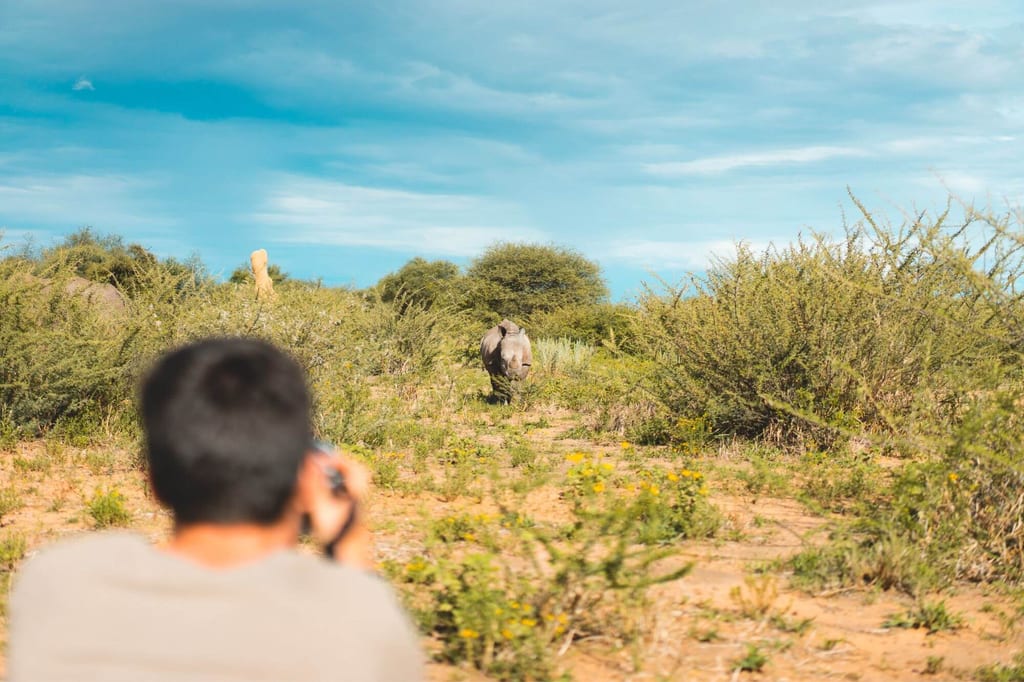 Ein junges Nashorn nähert sich uns beim Nashorn-Tracking am Waterberg Plateau