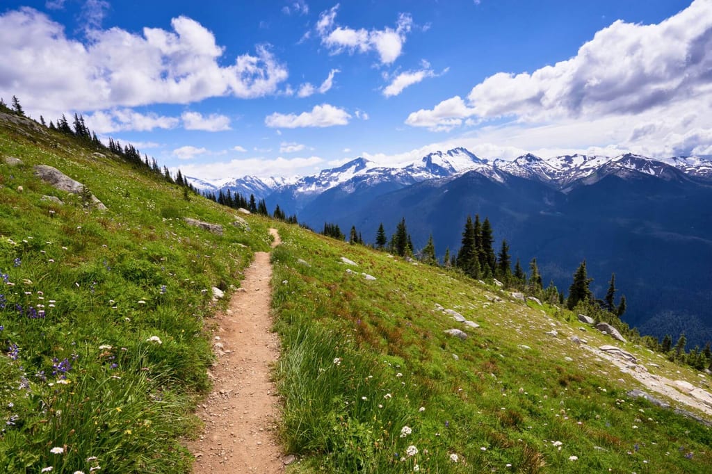 Ein Wanderweg in den Bergen bei Whistler - umgeben von Wildblumen und mit Blick auf die schneebedeckten Gipfel