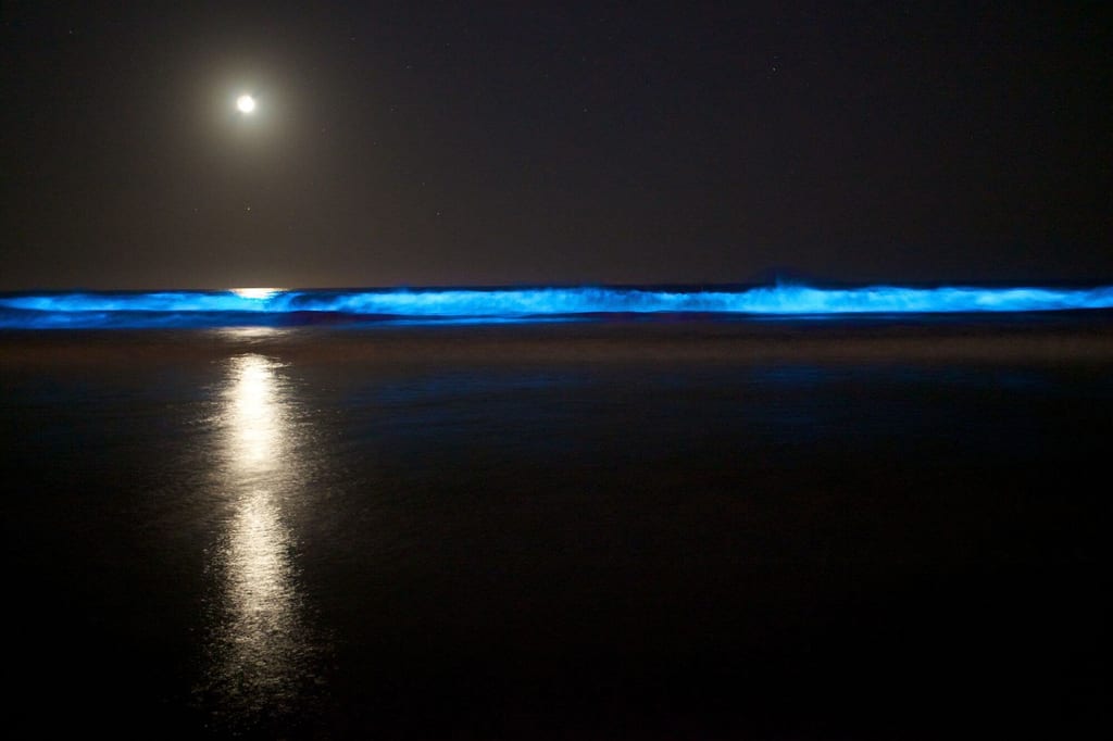 Nächtliche Strandansicht mit blau leuchtenden Wellen und Mondreflexion auf dem Wasser.