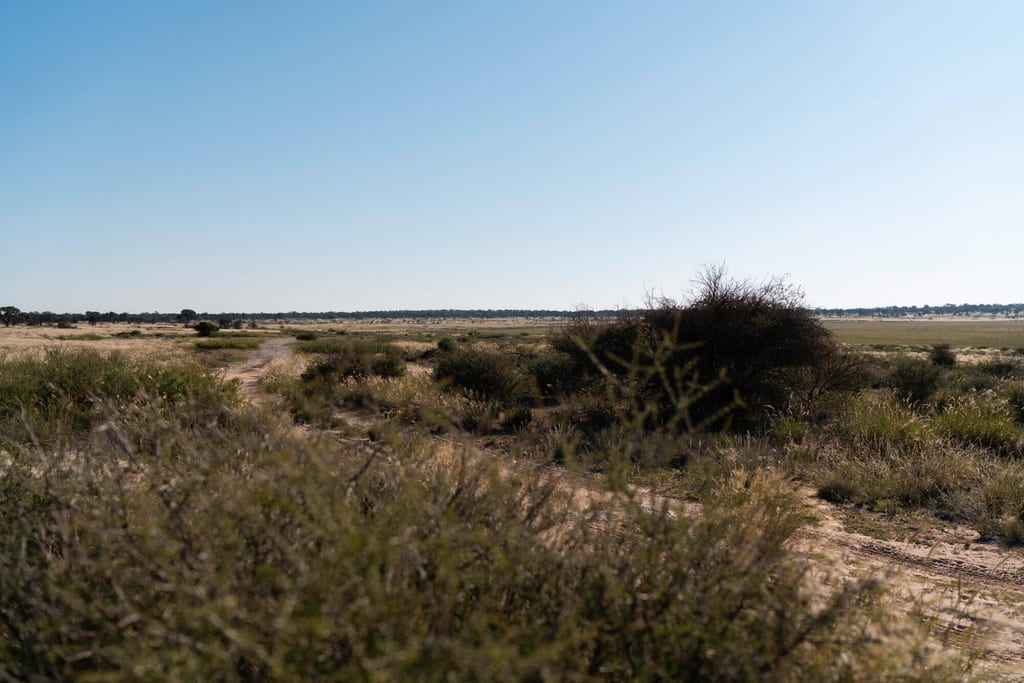 Weite Graslandschaft mit Dornbüschen und einem Sandweg unter klarem blauem Himmel.