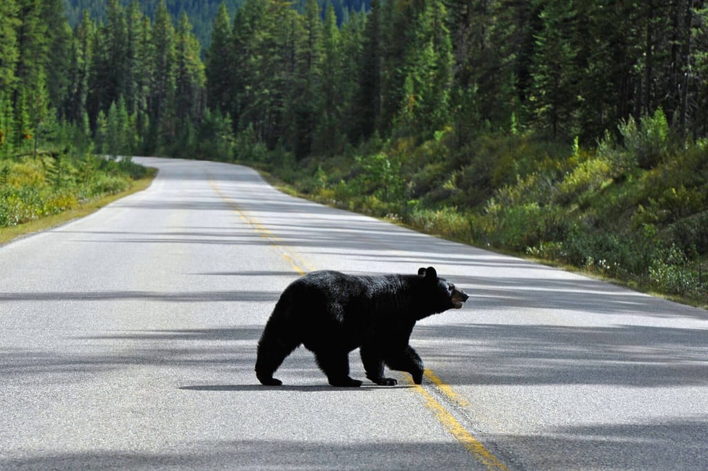 Ein Schwarzbär geht über eine Straße im Banff Nationalpark