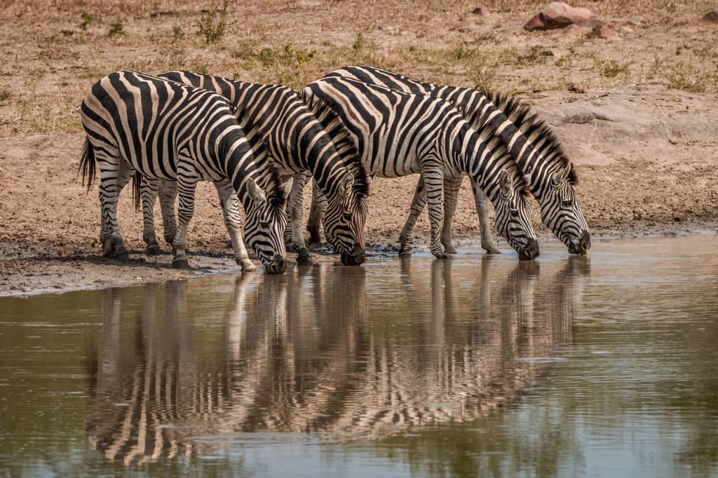 Vier gestreifte Pferdeartige trinken an einer Wasserstelle mit Spiegelung im Wasser.