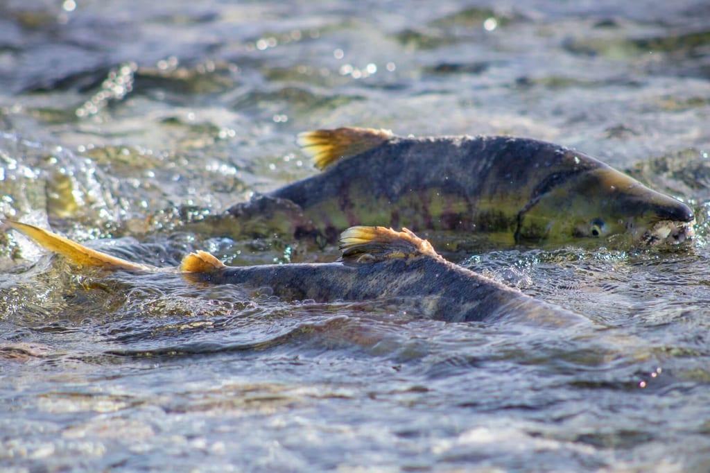 Zwei Fische im flachen, fließenden Wasser, Nahaufnahme aus niedriger Perspektive.