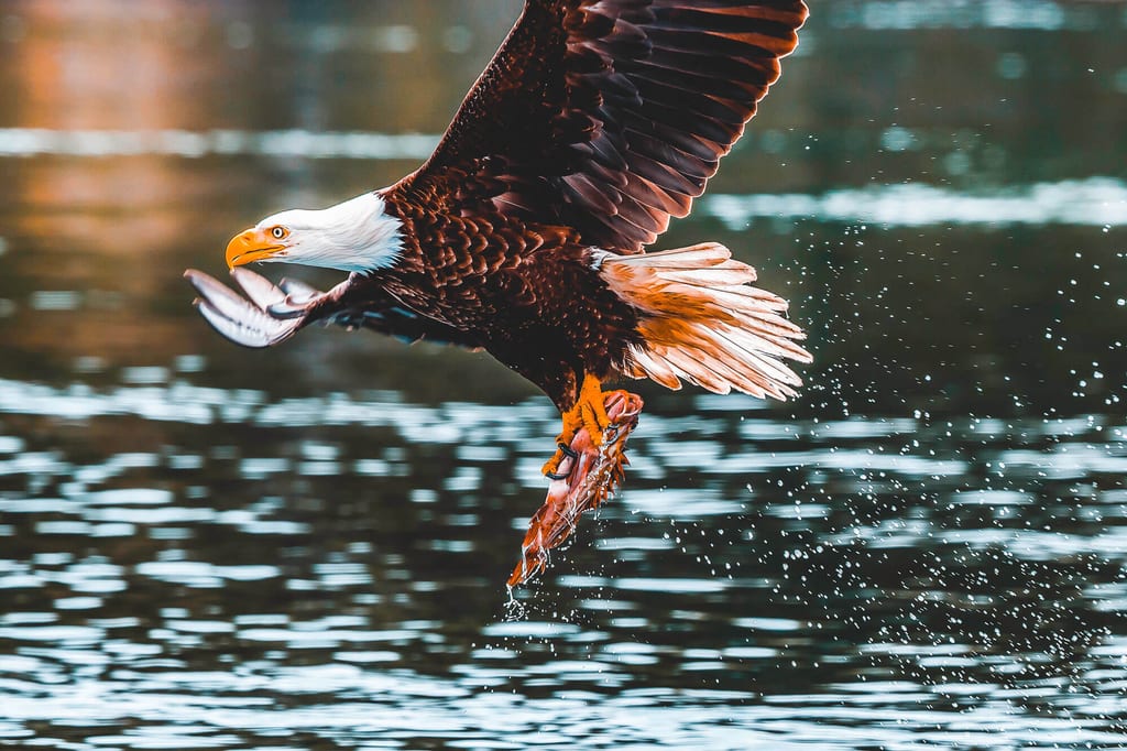Weißkopfseeadler im Flug mit gefangenem Fisch über der Wasseroberfläche