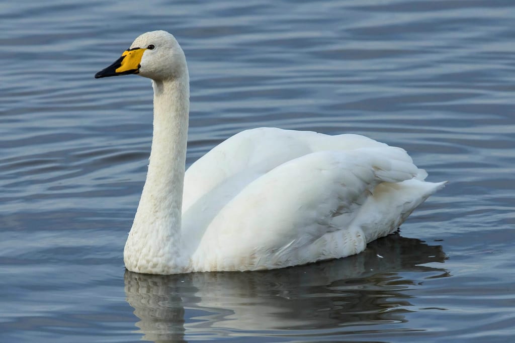 Singschwan in Seitenansicht schwimmt ruhig auf dem Wasser bei Tageslicht, weiße Federn und gelber Schnabel