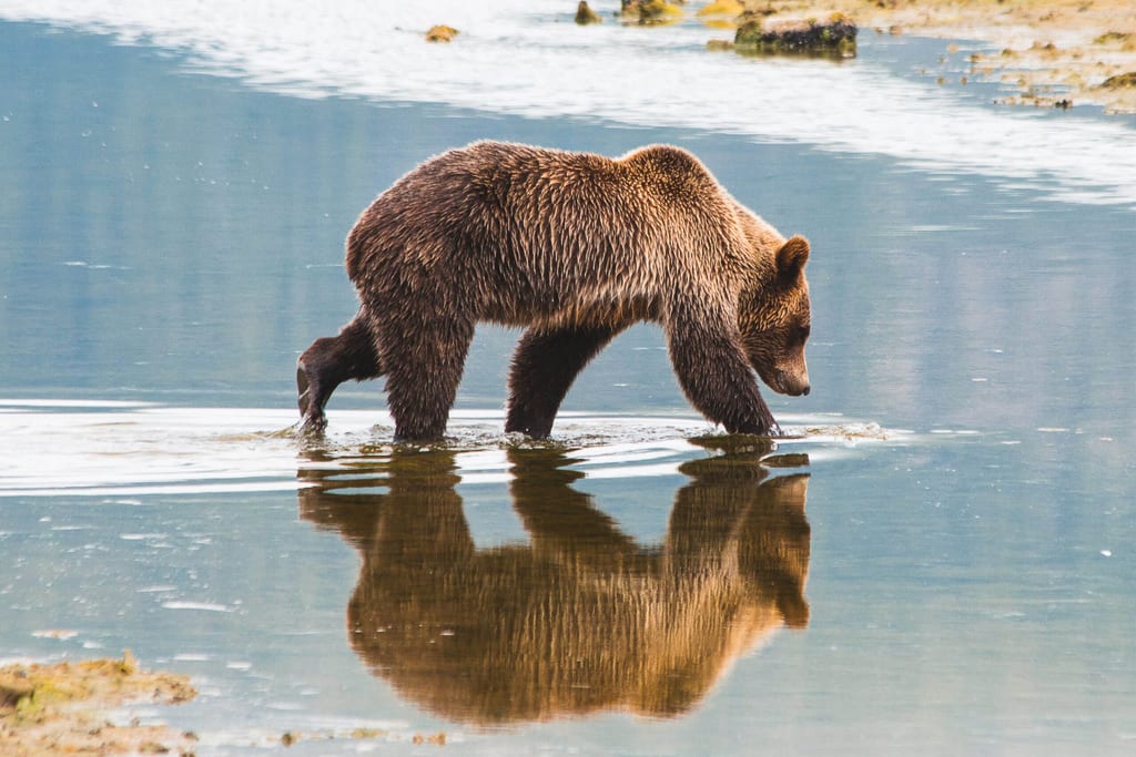 Grizzlybär im Knight Inlet bei Vancouver Island