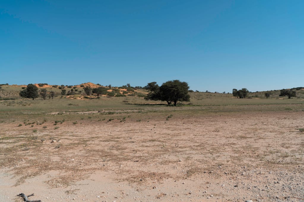 Trockene ebene mit vereinzelten Bäumen und orangefarbenen Dünen unter klarem blauem Himmel.