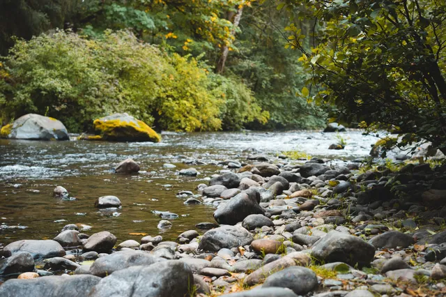 Flacher Fluss mit kieseligem Ufer, moosbedeckte Felsen und dichtes Ufergehölz bei diffusem Tageslicht.