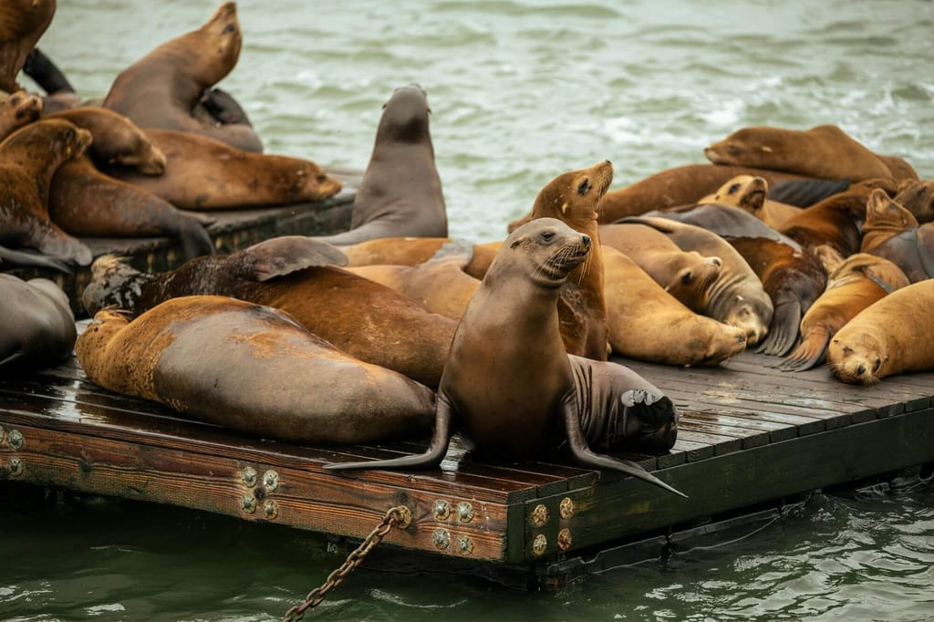 Mehrere Seelöwen liegen dicht gedrängt auf einem hölzernen Ponton im Wasser.