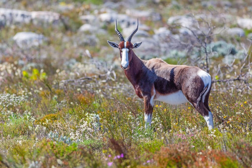 Ein Buntbock steht im blühenden Buschland bei hellem Tageslicht.