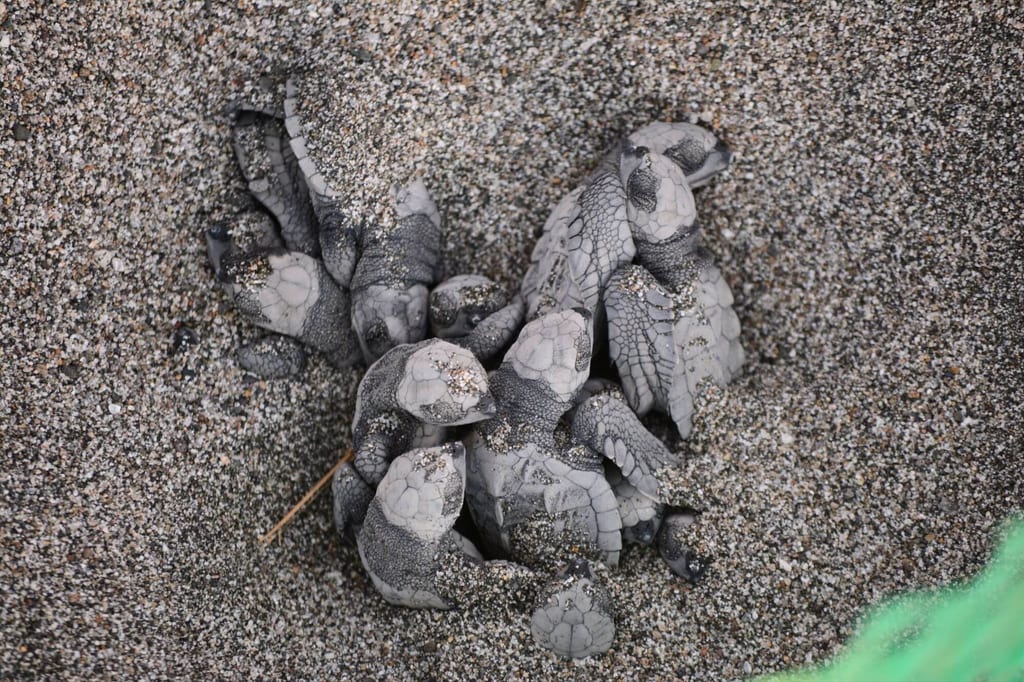 Draufsicht auf mehrere junges Schildkröten, die im Sand aus einem Nest kriechen.
