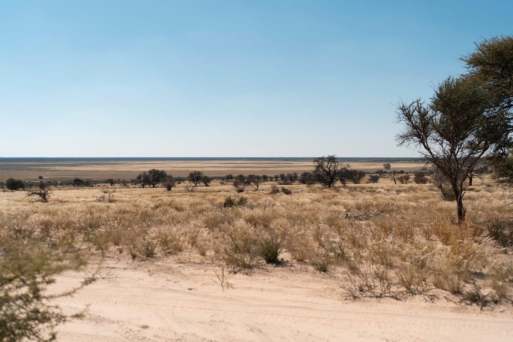 Weite trockene Graslandschaft mit vereinzelten Bäumen und sandigem Vordergrund unter klarem Himmel.