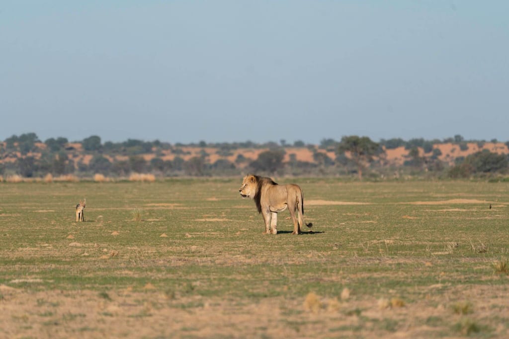 Kalahari-Löwe im weiten Flussbett des Nossob