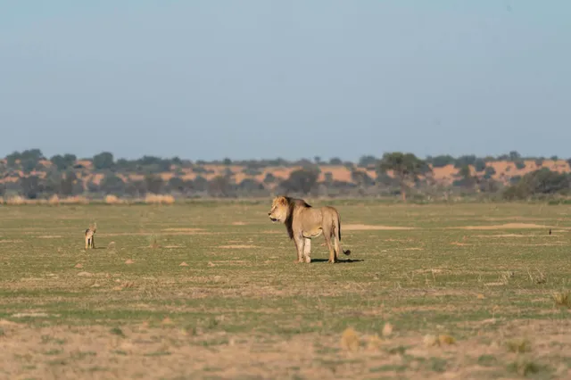 Kalahari-Löwe im weiten Flussbett des Nossob