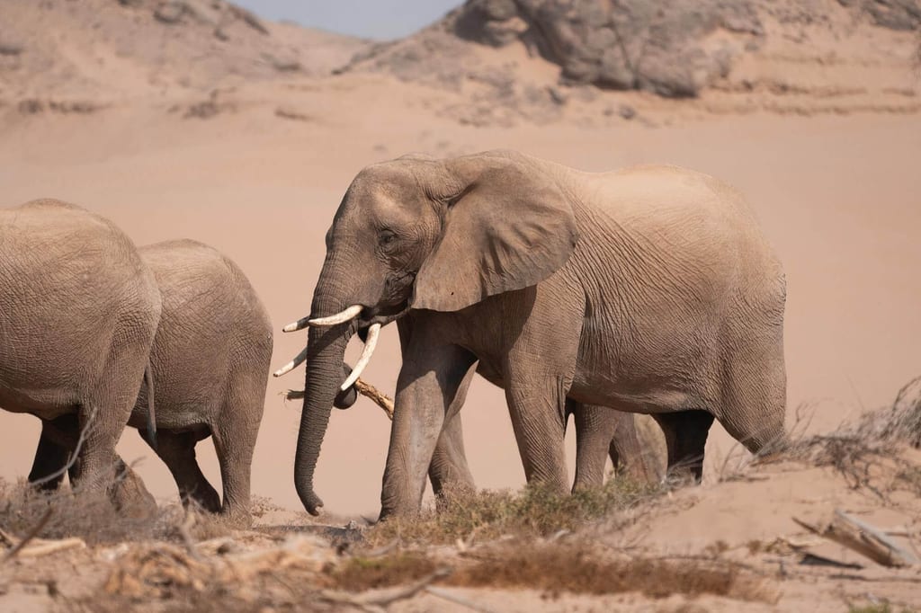 Eine Herde Wüstenelefanten streift durch das raue Damaraland