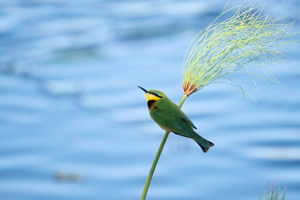 Kleiner grüner Vogel sitzt auf Schilfhalm vor blauem Wasser.