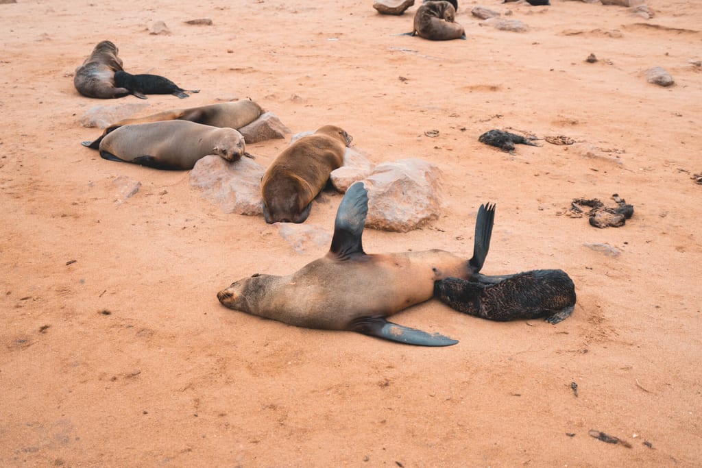 Mehrere auf Sand ruhende Robben mit Jungtieren, ruhige Szene bei bewölktem Tageslicht.