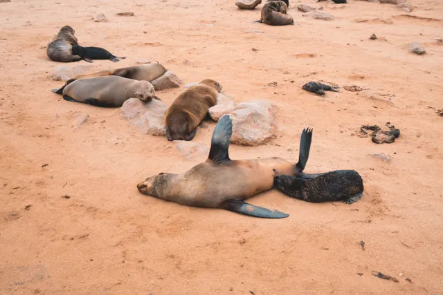 Mehrere auf Sand ruhende Robben mit Jungtieren, ruhige Szene bei bewölktem Tageslicht.