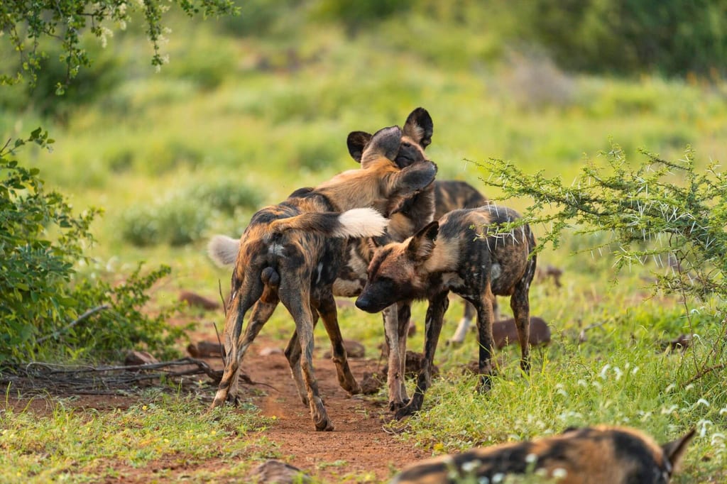Mehrere hundsartige Tiere im Rudel stehen eng beieinander im offenen Grasland
