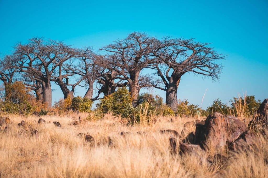 Savannenlandschaft mit Baobab-Bäumen, trockenem Gras und Felsen unter klarem blauem Himmel
