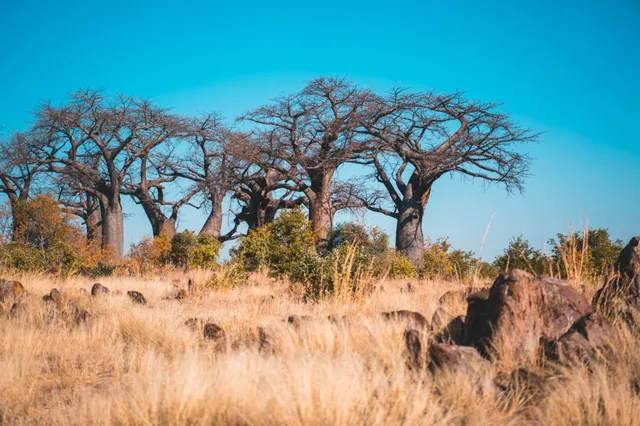 Savannenlandschaft mit Baobab-Bäumen, trockenem Gras und Felsen unter klarem blauem Himmel