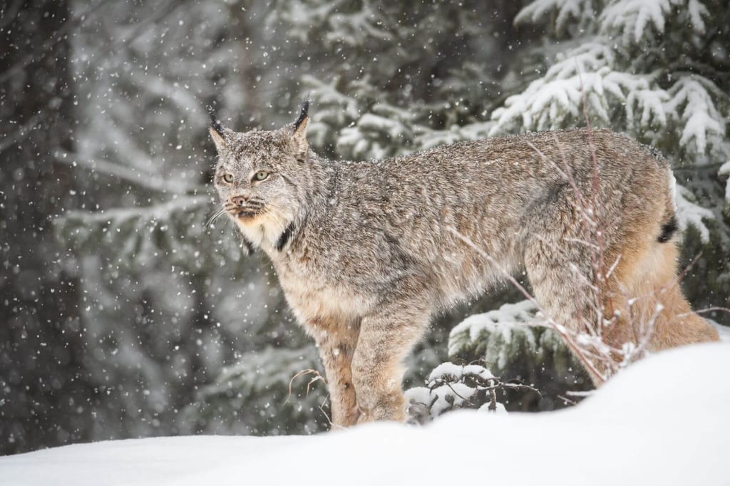 Kanadischer Luchs steht im Schneefall am Rand eines verschneiten Nadelwalds