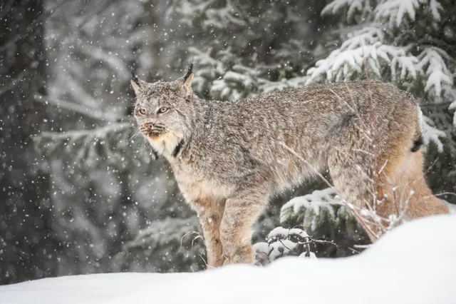 Kanadischer Luchs steht im Schneefall am Rand eines verschneiten Nadelwalds