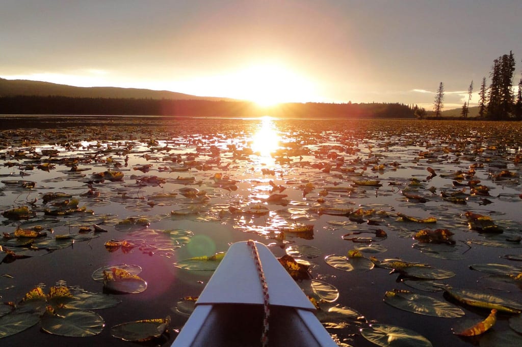 Blick vom Bug eines Kajaks über mit Seerosen bedeckten See bei tiefstehender Sonne und goldener Spiegelung.