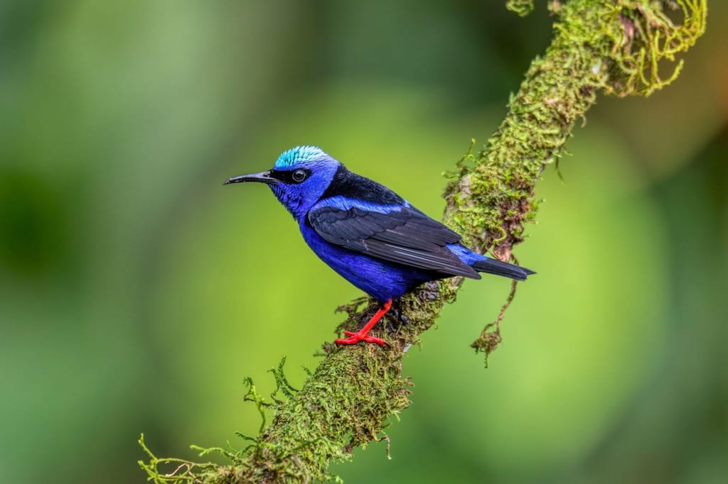 Türkisnaschvogel auf moosigem Ast, leuchtend blaues Gefieder und türkiser Kopf vor grünem Hintergrund.