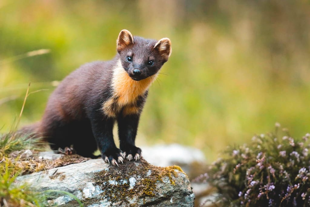 Ein einzelner Marder auf moosigem Felsen in wärmem Spätnachmittagslicht, Nahaufnahme.