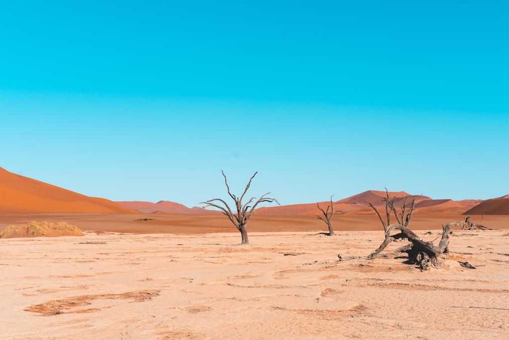 Abgestorbene knorrige Bäume auf heller Lehmpfanne vor roten Sanddünen und blauem Himmel