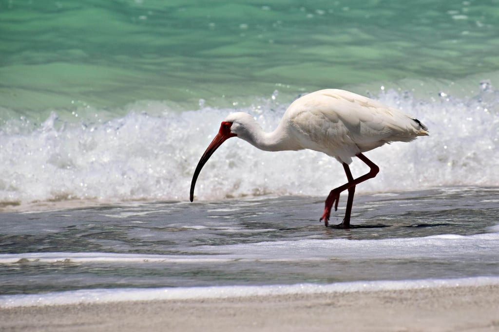 Schneesichler watet am Strand im seichten türkisfarbenen Wasser.