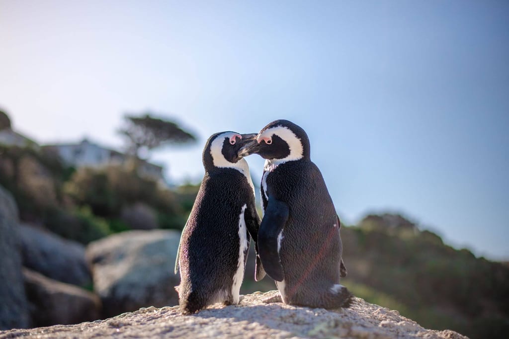 Zwei Pinguine auf einem Felsen berühren sich mit den Schnäbeln im warmen Spätnachmittagslicht.